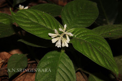 Ophiorrhiza nairii